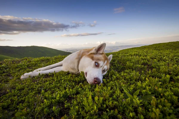 Lindo perro husky siberiano está acostado en el campo verde — Foto de Stock
