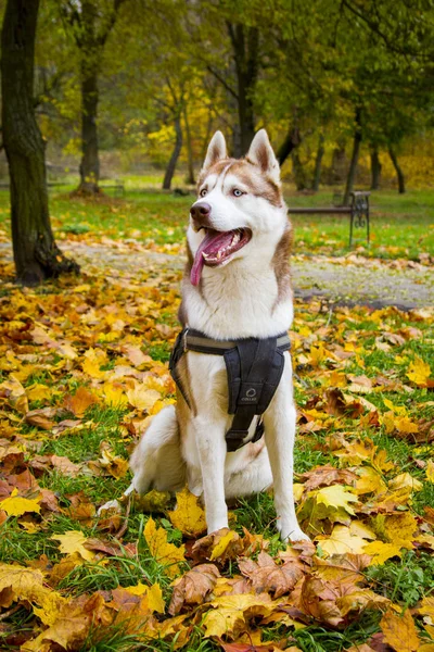 Perro husky siberiano se sienta cerca del árbol de otoño — Foto de Stock