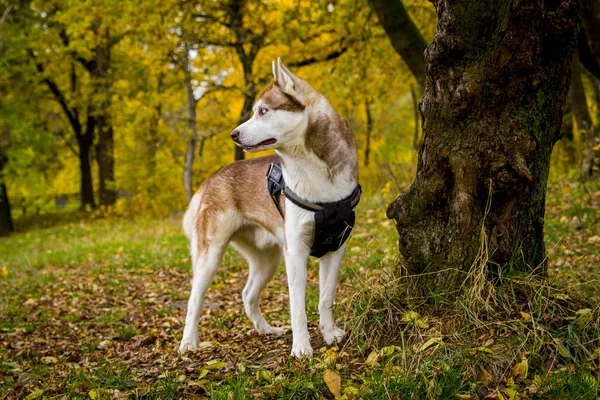 Perro husky siberiano cerca del árbol de otoño — Foto de Stock
