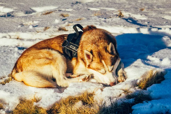 Husky siberiano duerme en la nieve en las montañas de invierno — Foto de Stock