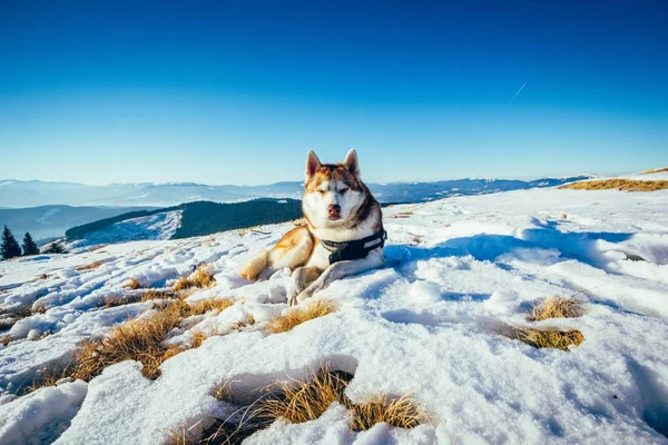 Siberian husky sleeps on the snow in the winter mountains