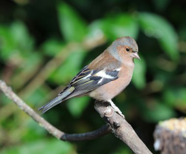 Bir erkek ispinoz yakın çekim