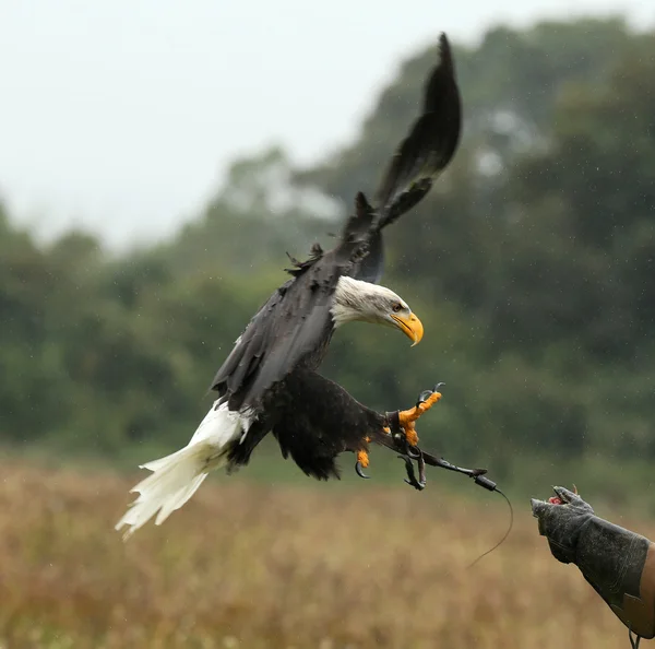 Primer plano de un águila calva en vuelo —  Fotos de Stock