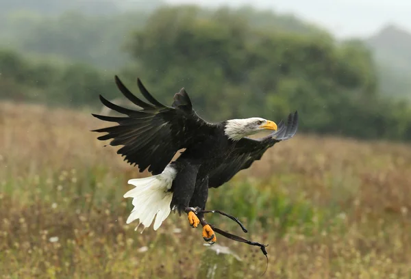 Primo piano di un'aquila calva in volo — Foto Stock