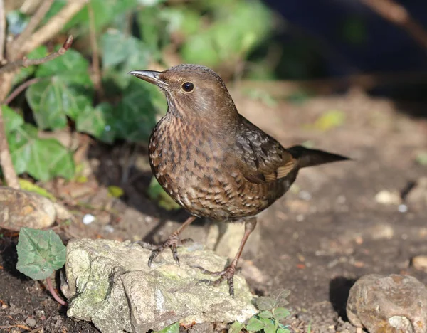 Närbild av en kvinnlig blackbird — Stockfoto