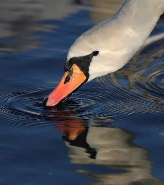 Cygne muet buvant — Photo