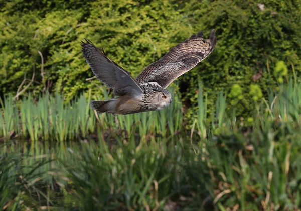 Nahaufnahme eines Uhus im Flug — Stockfoto