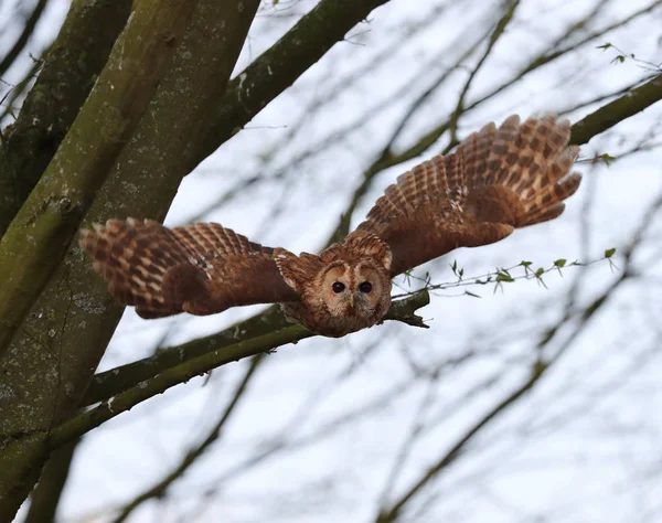 Nahaufnahme eines Waldkauzes im Flug — Stockfoto