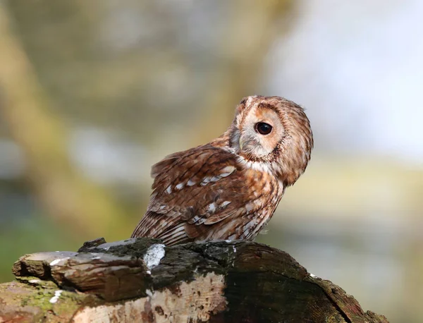 Primer plano de un búho Tawny —  Fotos de Stock