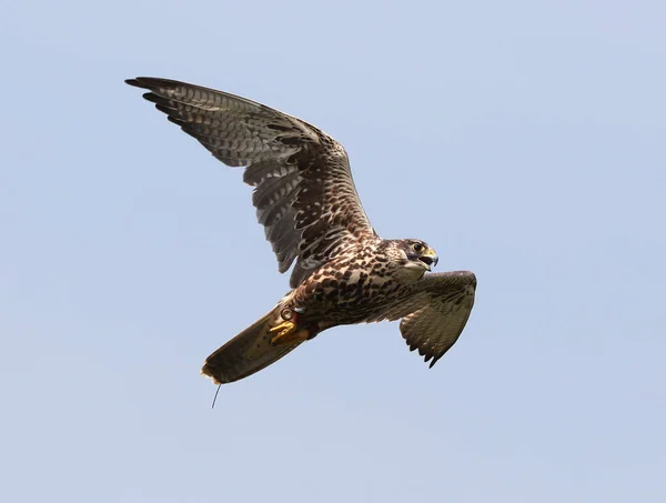 Närbild på en sparv hök i flykten — Stockfoto