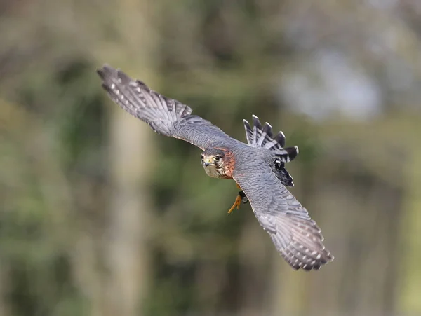 Fechar de uma coruja Tawny em voo na floresta — Fotografia de Stock