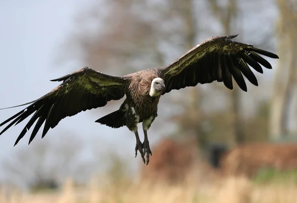 Close up of a Griffon Vulture — Stock Photo, Image