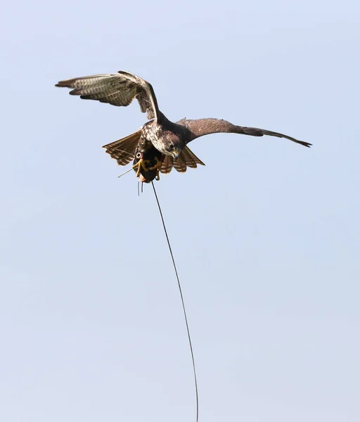 Gorrión halcón la captura de un señuelo — Foto de Stock