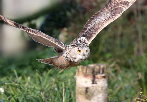 Búho águila en vuelo — Foto de Stock