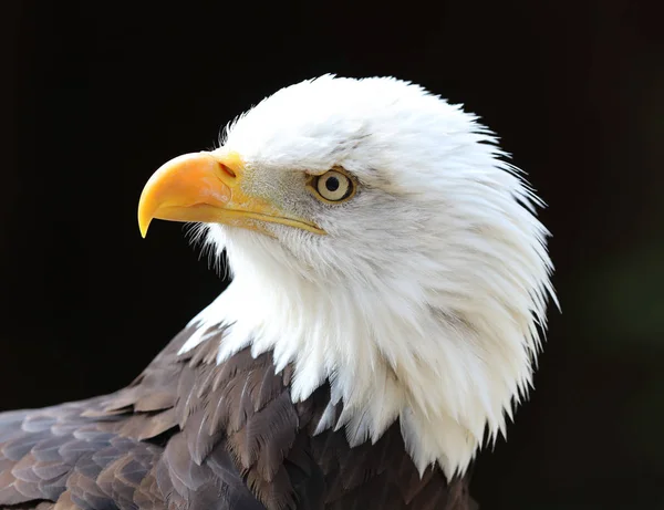 Retrato de un águila calva — Foto de Stock