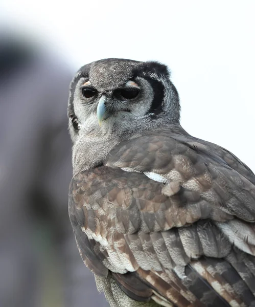 Búho águila de Verreaux — Foto de Stock