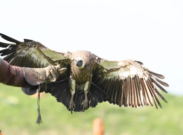 Close up of a Griffon Vulture — Stock Photo, Image