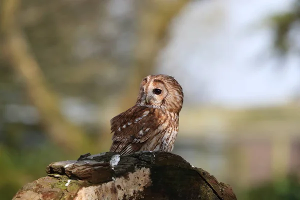 Close up of a Tawny Owl — Stock Photo, Image