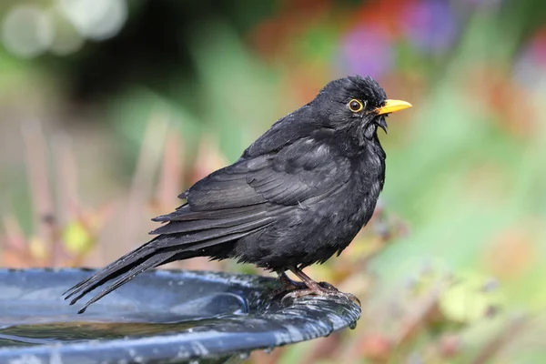 Zblízka mokrý Blackbird — Stock fotografie