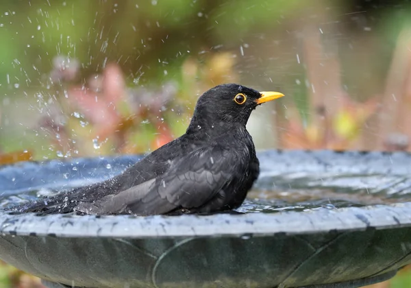 Detailní záběr z mužského blackbird, koupání — Stock fotografie