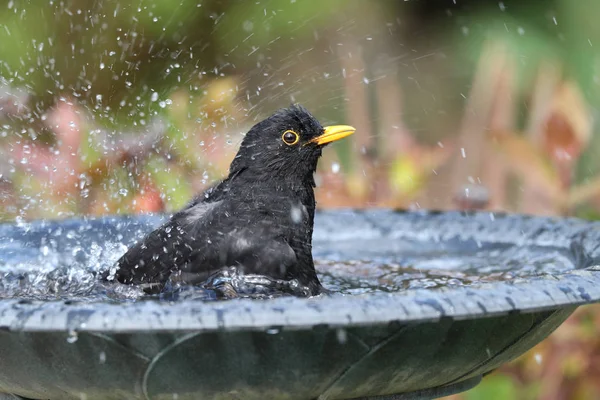 Närbild av en manlig blackbird bad — Stockfoto