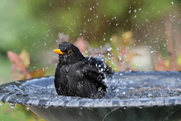 Nahaufnahme eines Amselmännchens beim Baden — Stockfoto