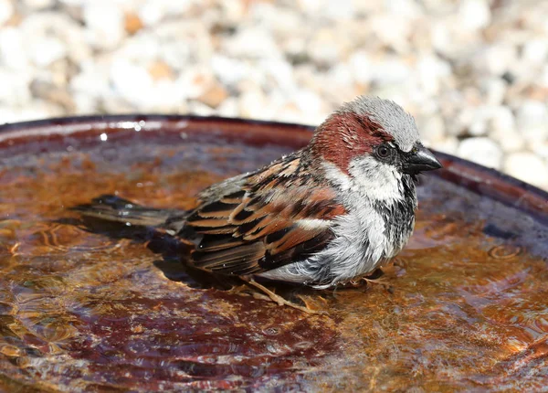 Close up of a male House Sparrow bathing — Stock Photo, Image