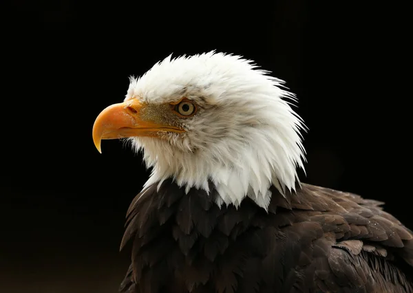 Portrait of a Bald Eagle — Stock Photo, Image