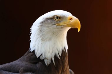 Kel kartala yaklaş.