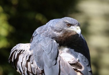 Chilean Blue Buzzard Eagle clipart