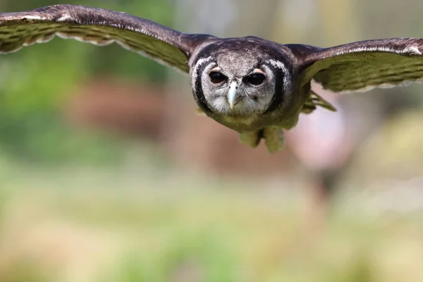 Búho águila de Verreaux en vuelo — Foto de Stock