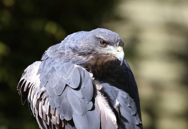 Chileense blauwe Buzzard Eagle — Stockfoto