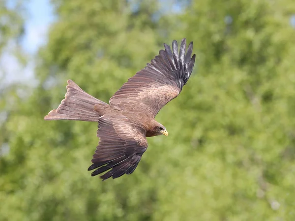 Zwarte vlieger tijdens de vlucht — Stockfoto