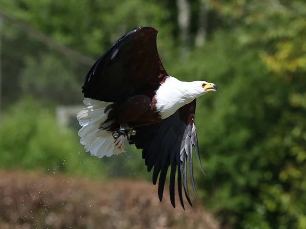 Aquila pescatrice africana in volo — Foto Stock