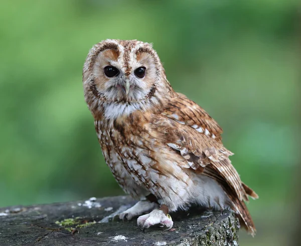 Portrait of a Tawny Owl — Stock Photo, Image