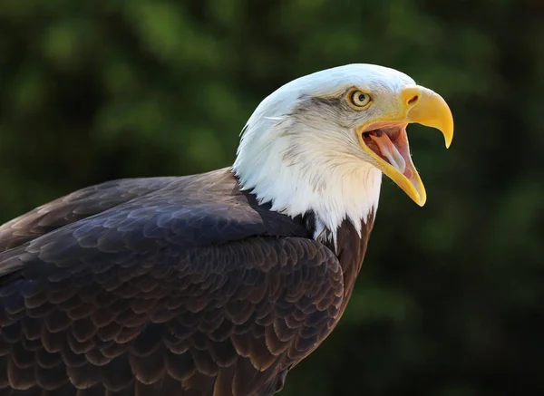 Bald Eagle calling — Stock Photo, Image