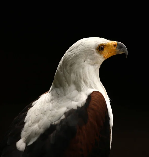 Close up of a Sea Eagle — Stock Photo, Image