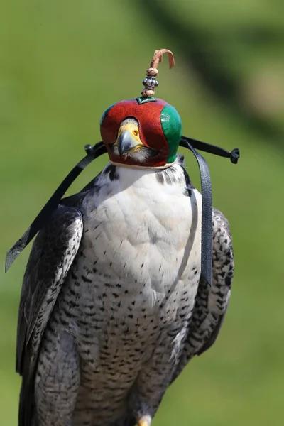 Peregrine Falcon with hood — Stock Photo, Image