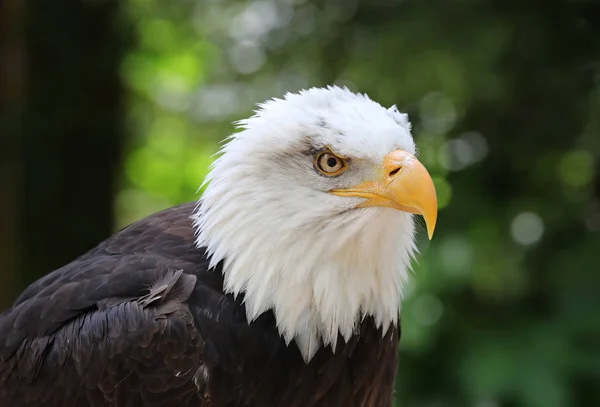 Águila calva macho — Foto de Stock
