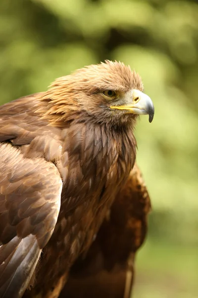 Male Golden Eagle — Stock Photo, Image