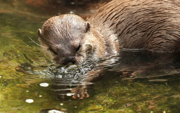 Lontra de garra curta oriental — Fotografia de Stock