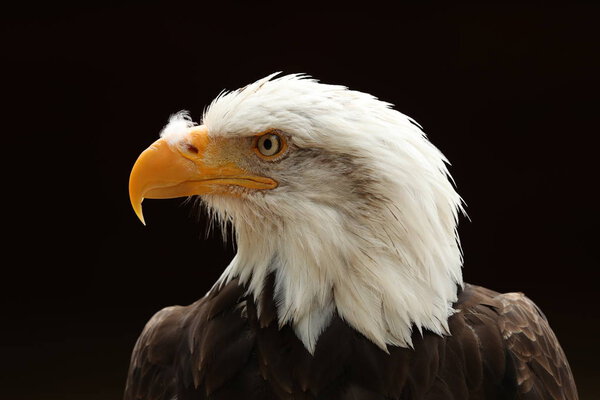 Male Bald Eagle