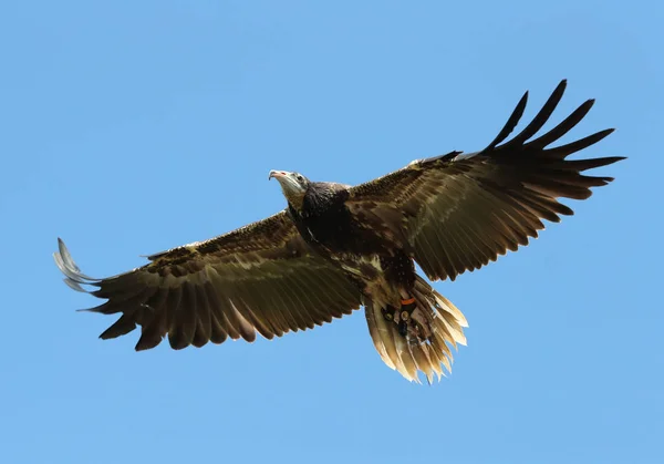 Buitre encapuchado en vuelo — Foto de Stock