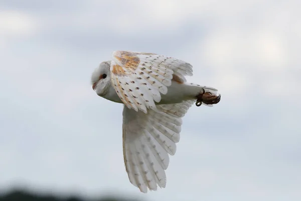 Schuur Uil in vlucht — Stockfoto