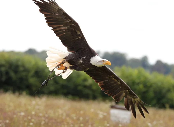 Águila calva en podredumbre — Foto de Stock