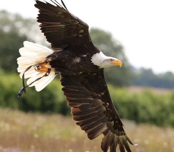 Águila calva en podredumbre — Foto de Stock
