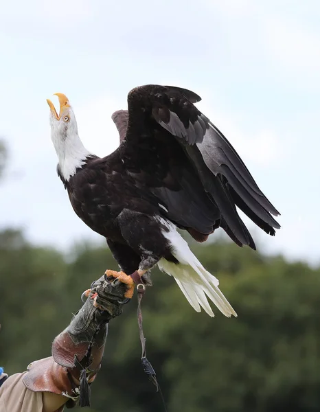 Lądowanie orła łysego — Zdjęcie stockowe