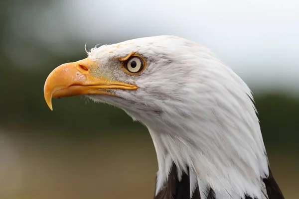Male Bald Eagle — Stock Photo, Image