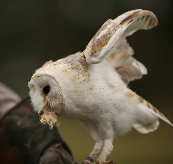 Close Barn Owl Having Snack — Stock Photo, Image