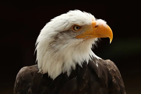 Retrato Águila Calva — Foto de Stock